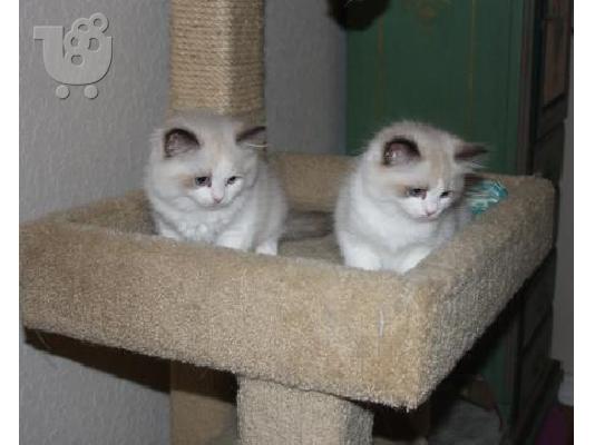 top αρσενικό φυλή δέκα πυρε και θηλυκά γατάκια ragdoll και...